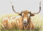 (image for) Texas Longhorn